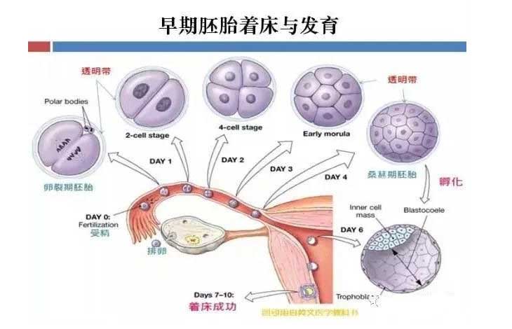 胚胎发育进程图解